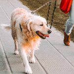 WOMEN N DOG