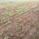 chickpea raichur