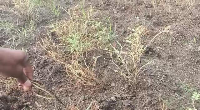 chickpea1