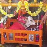 cow cub
