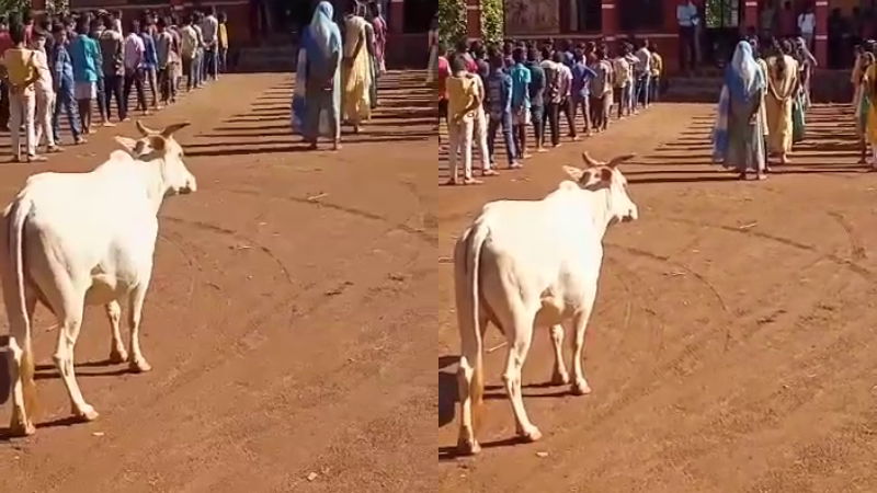 cow udupi 2