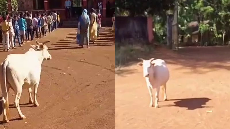 cow udupi