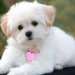 dog 1