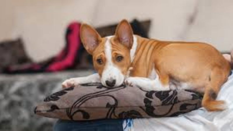 dog 2