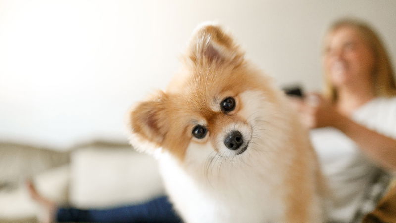dog