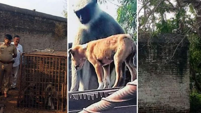 maharashtra monkeys attack dog