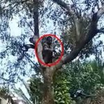 puducherry man climb tree 1