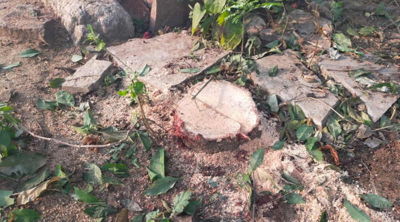 sandalwood tree Theft Raichur