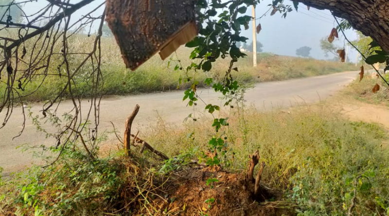 sandalwood tree Theft Raichur 2