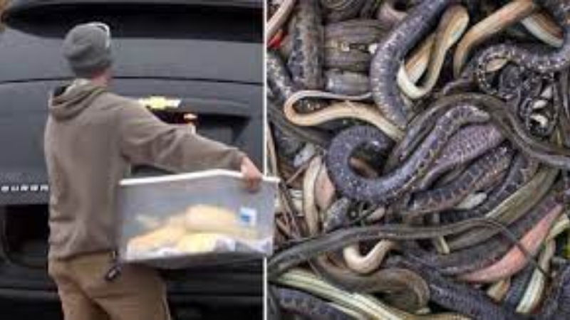 124 snakes found with body of dead man in Maryland home