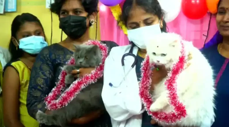 CAT BABY SHOWER 2