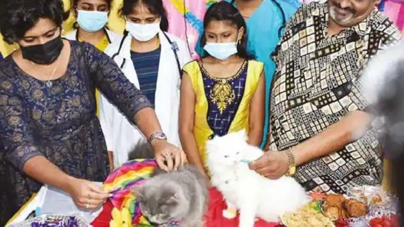 CAT BABY SHOWER