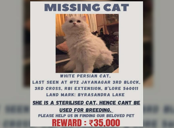 CAT MISSING 3 Copy