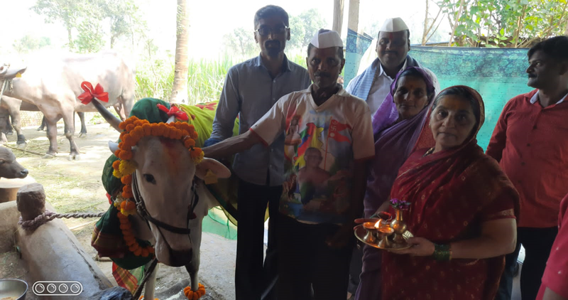 CKD COW