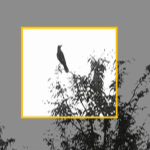 CTD CROW 4
