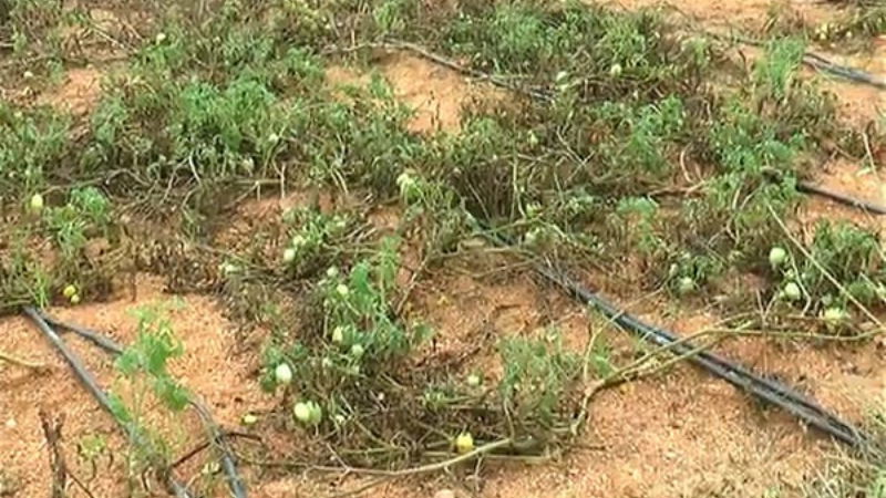 Crop damage 1