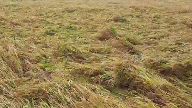 Crop damage