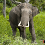 Elephant 768x427 1