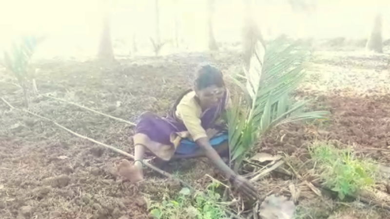 Farmer woman Duda police station Hassan nut plant 4