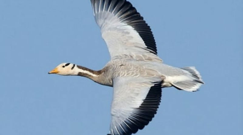 Foreign Birds