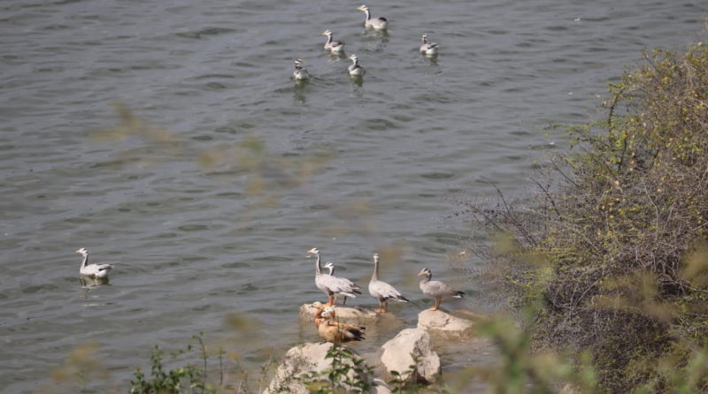 Foreign Birds 3