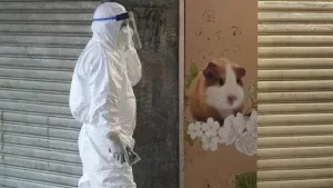 Hamster covid