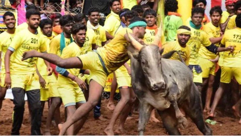 Jallikattu