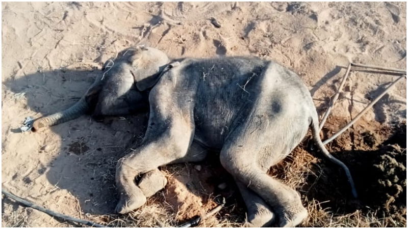 Mother Elephant Cry For Her Dead Baby Elephant Chamarajanagara 1