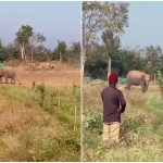 Mother Elephant Cry For Her Dead Baby Elephant Chamarajanagara