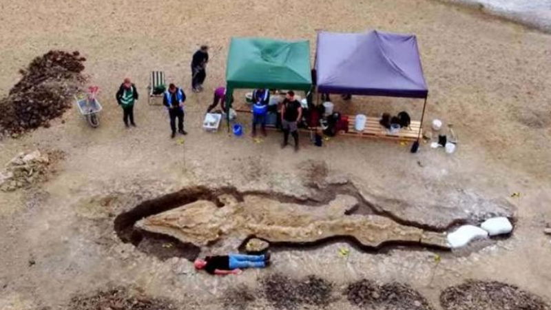 Sea Dragon Found in UK 1