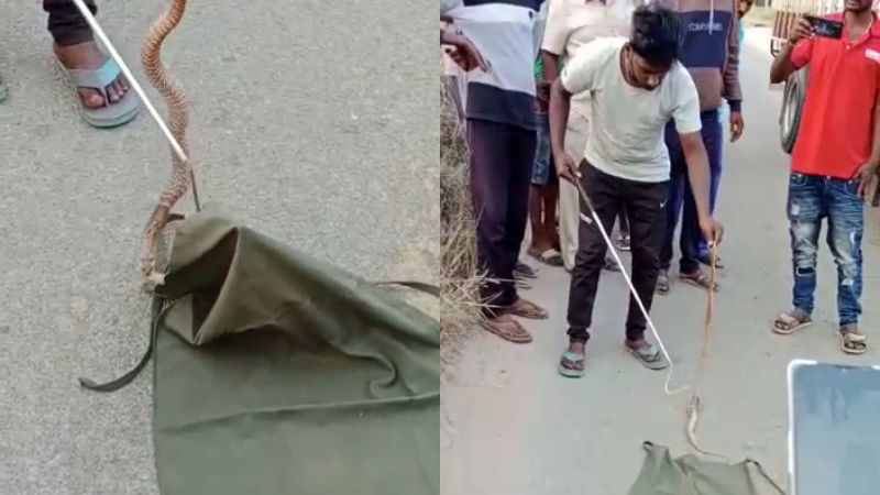 Snake Tumkur 1