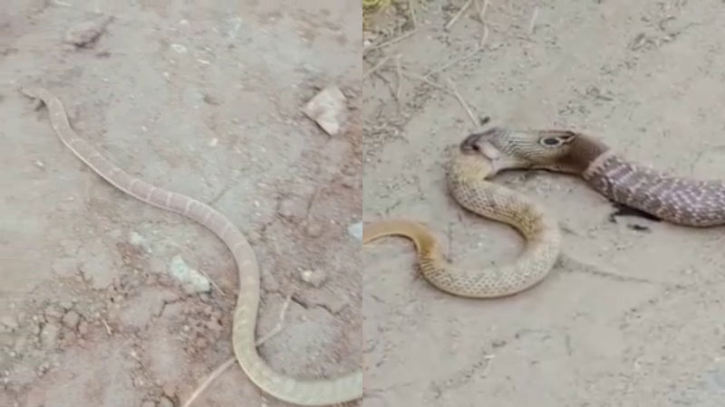 Snake Tumkur 2