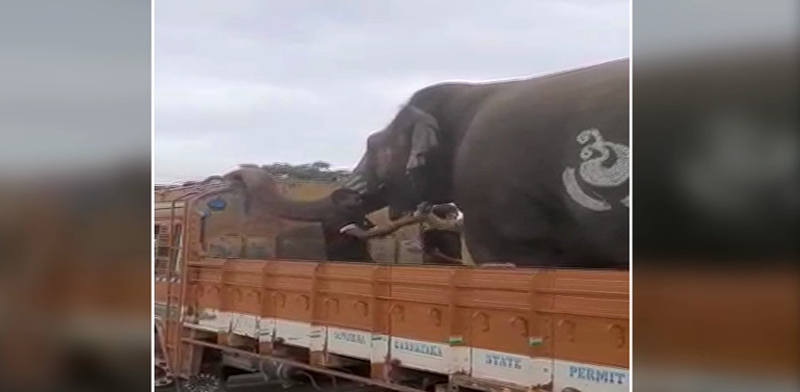 TMK ELEPHANT 2