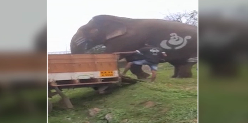 TMK ELEPHANT