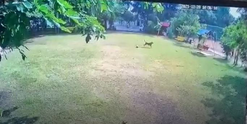 TN DOG 2