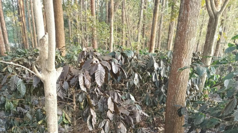 chikkamagaluru 2