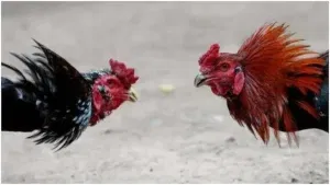 cock fight