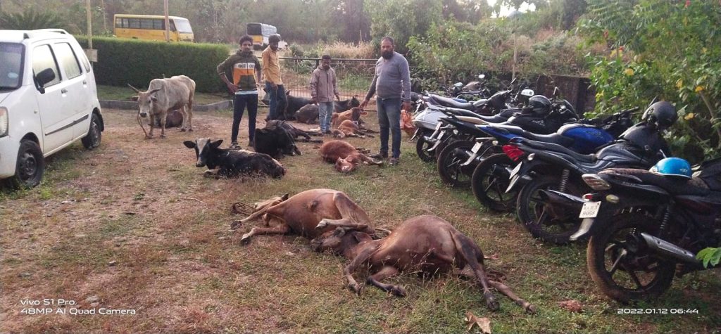 cow theft