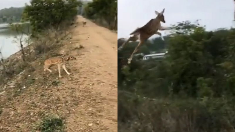 deer 1