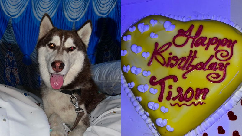 dog birthday shivamogga 1