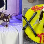 dog birthday shivamogga 2