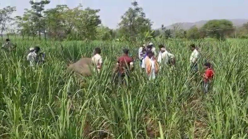 elephant chamarajanagara