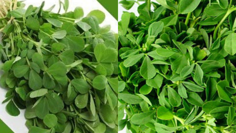 fenugreek leaves 2