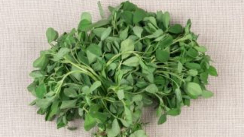 fenugreek leaves 3