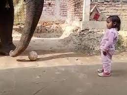 girl football with elephant
