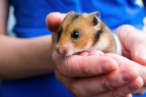 hamsters covid 3