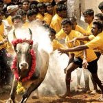 jalli kattu