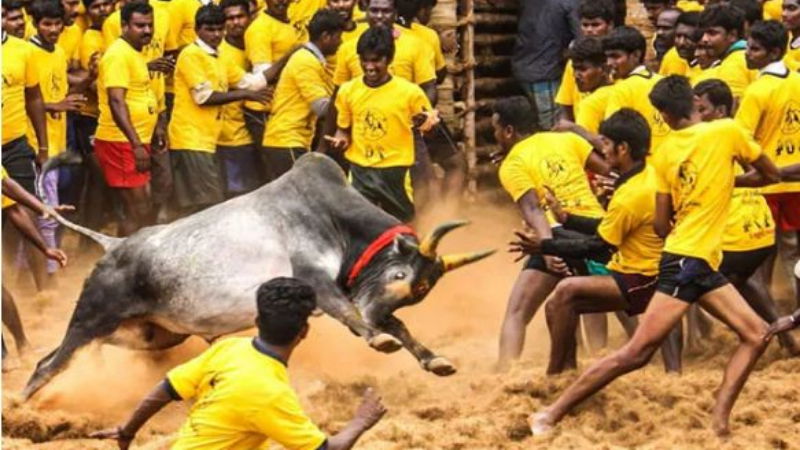 jallikattu 2