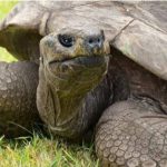 jonathan worlds oldest tortoise