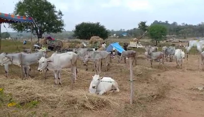 mandya